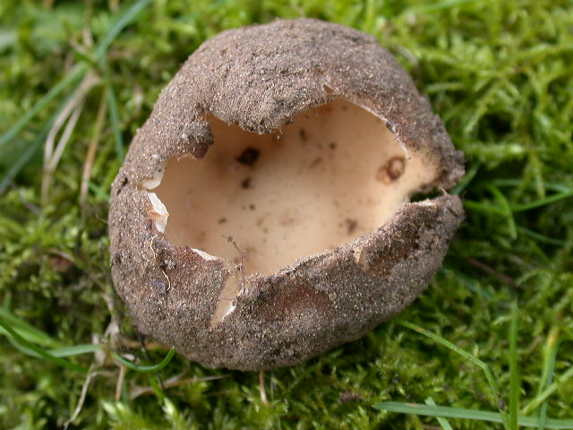 Geopora sumneriana ... in MICRO